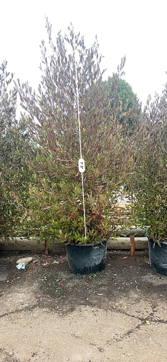 Photo for Dodonaea viscosa 'Purpurea' (Purple-leafed Hop-bush)