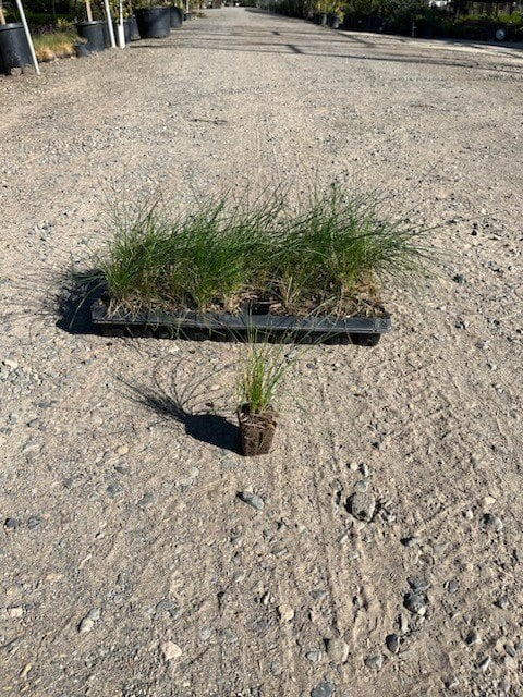 Photo for Festuca rubra 'Molate' (Creeping Red Fescue)