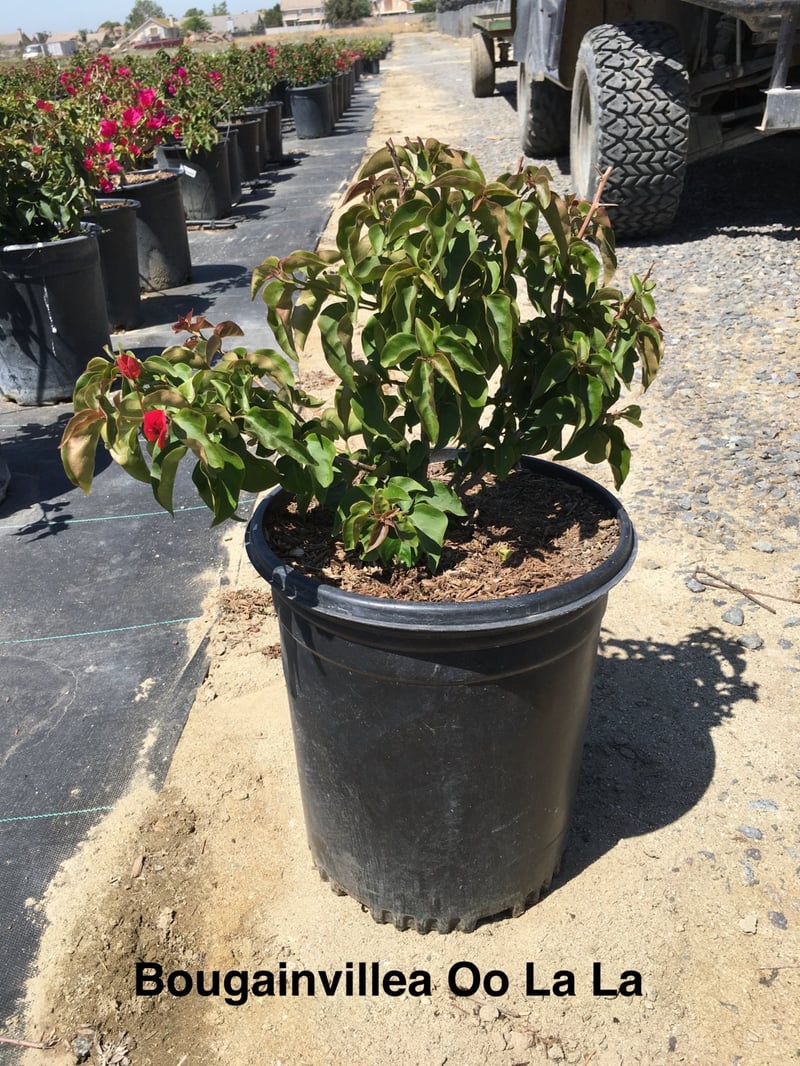Photo for Bougainvillea 'Monka' (Oo-La-La Bougainvillea)