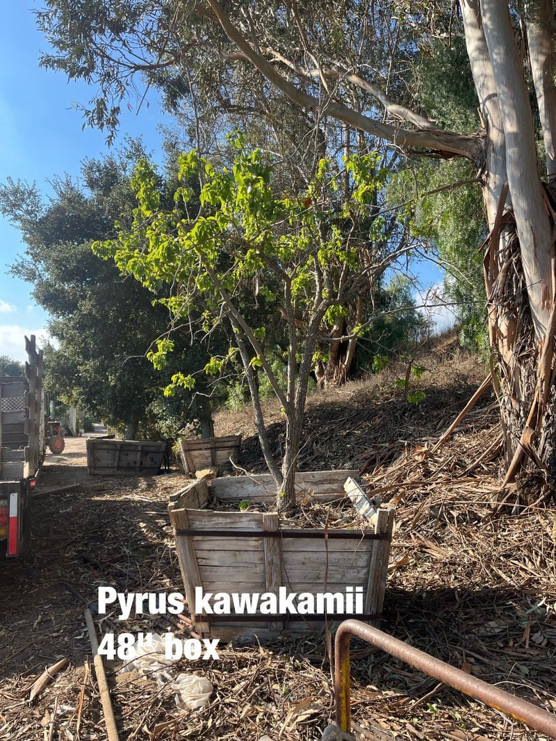 Photo for Pyrus kawakamii (Multi) (Evergreen Pear)