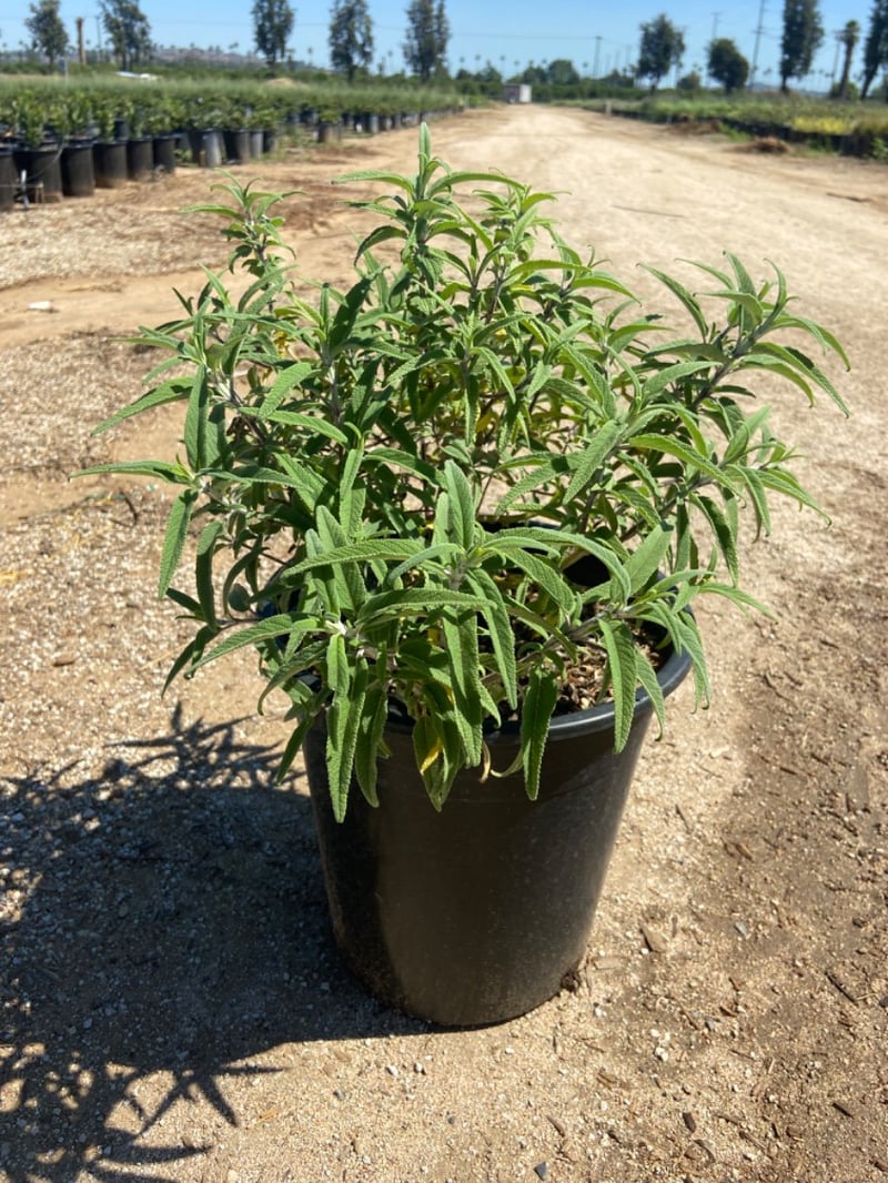 Photo for Salvia leucantha ‘Santa Barbara’ (Santa Barbara Sage)