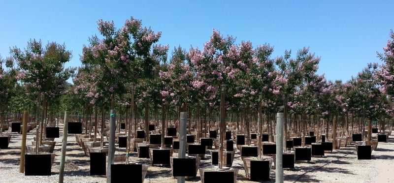 Photo for Lagerstroemia indica 'Purple' (Purple Crape Myrtle)
