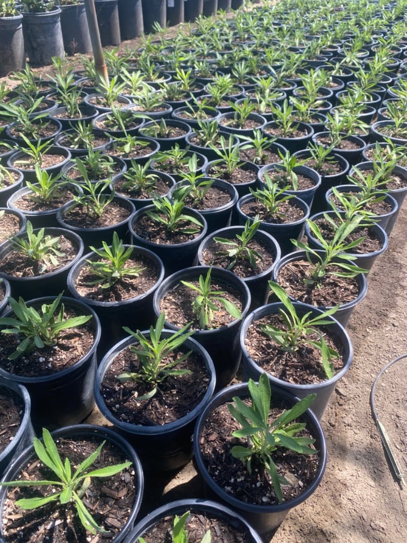 Photo for Salvia mellifera (Black Sage, Honey Sage)