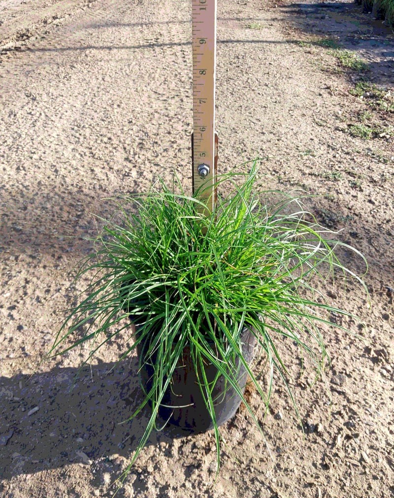 Photo for Carex divulsa (European Grey Sedge, Berkeley Sedge)