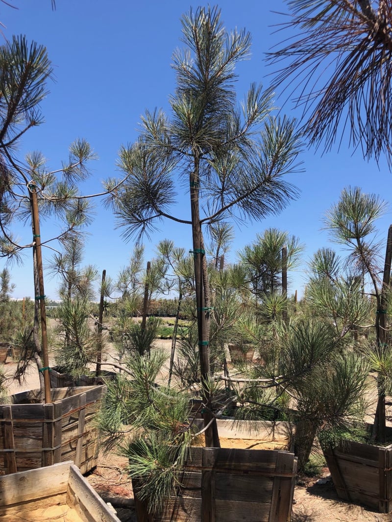 Photo for Pinus torreyana (Torrey Pine)