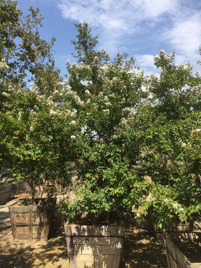 Photo for Lagerstroemia indica x fauriei 'Natchez' (Multi) (Natchez Crape Myrtle)