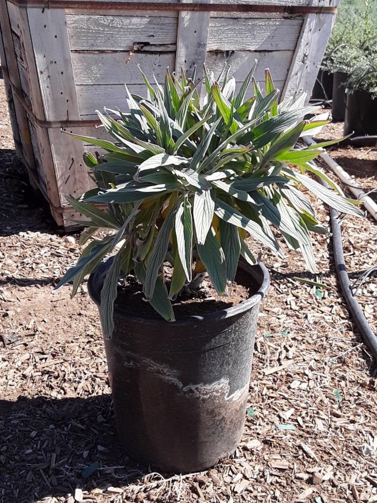 Photo for Echium fastuosum 'Pride of Madeira' (Pride of Madeira)