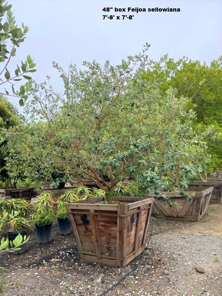Photo for Feijoa sellowiana (Pineapple Guava)