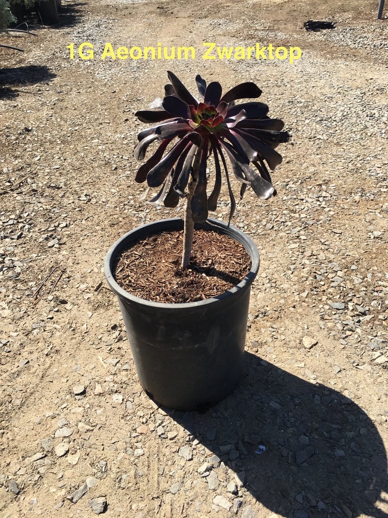 Photo for Aeonium arboreum 'Zwartkop' (Black Rose Aeonium)