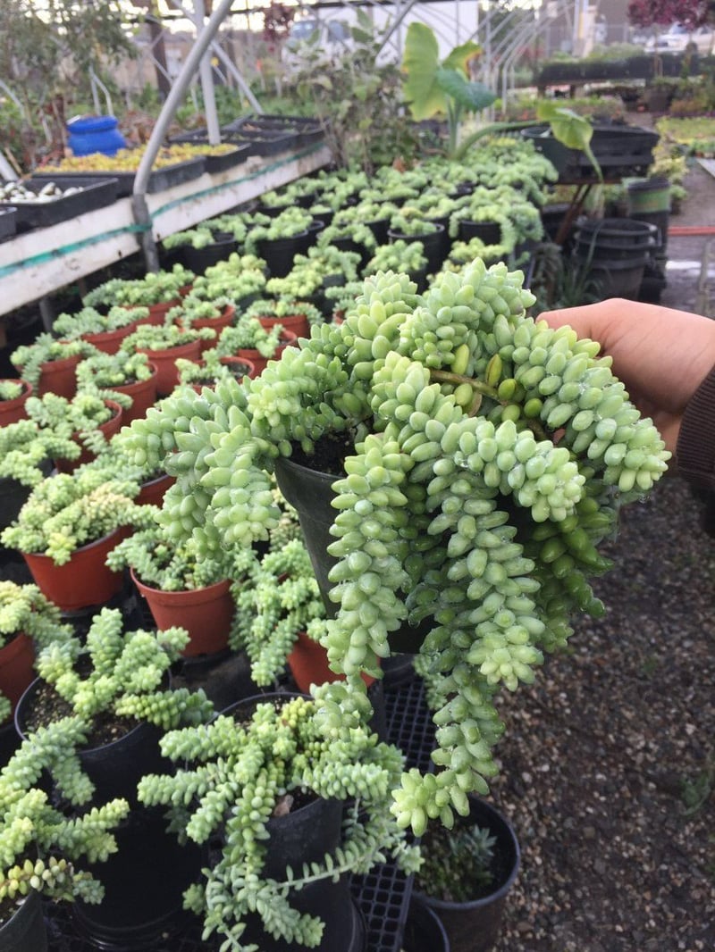 Photo for Sedum morganianum (Donkey's Tail)