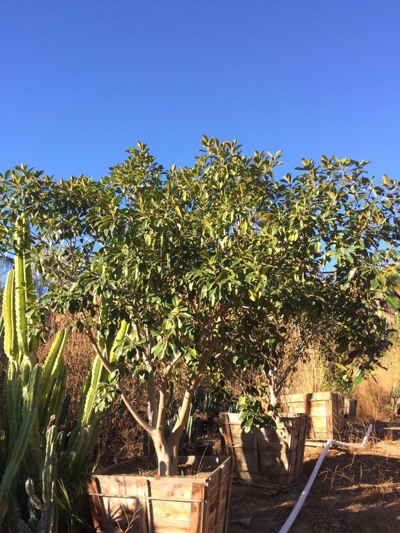 Photo for Ficus rubiginosa australis 'Florida' (Florida Rustyleaf Fig)
