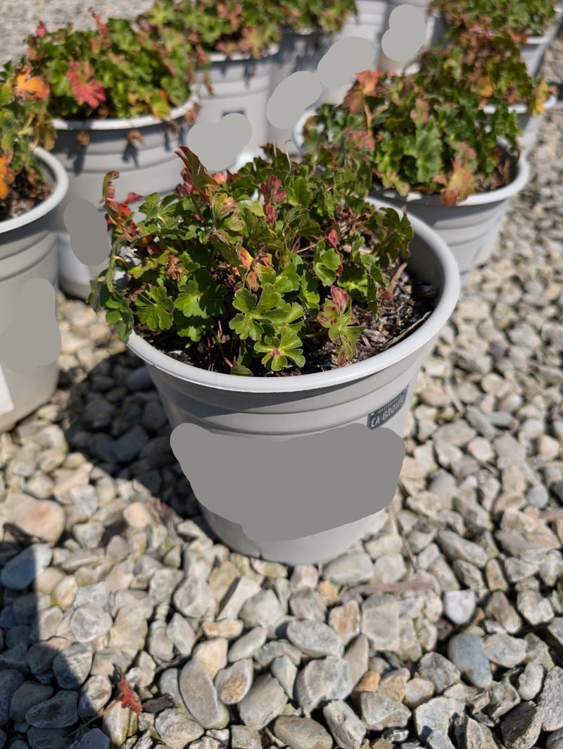 Photo for Geranium x cantabrigiense 'Biokovo' (Biokovo Cranesbill )