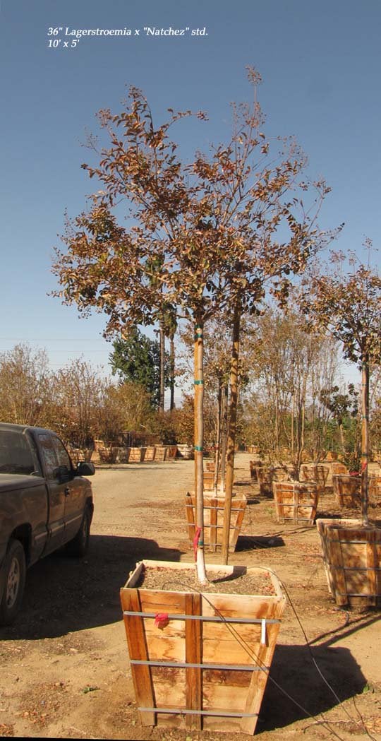 Photo for Lagerstroemia indica 'Watermelon Red' (Crape Myrtle)