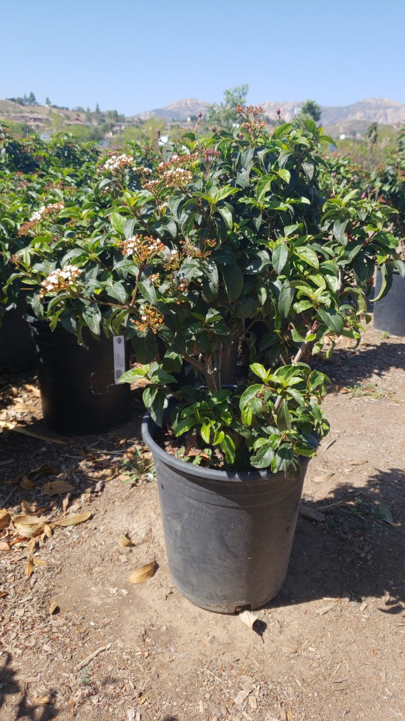 Photo for Viburnum tinus ‘Spring Bouquet’ (Spring Bouquet Laurustinus)