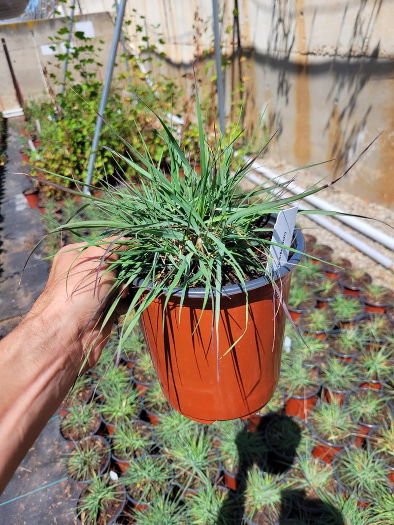 Photo for Calamagrostis foliosa (Mendocino Reed Grass)
