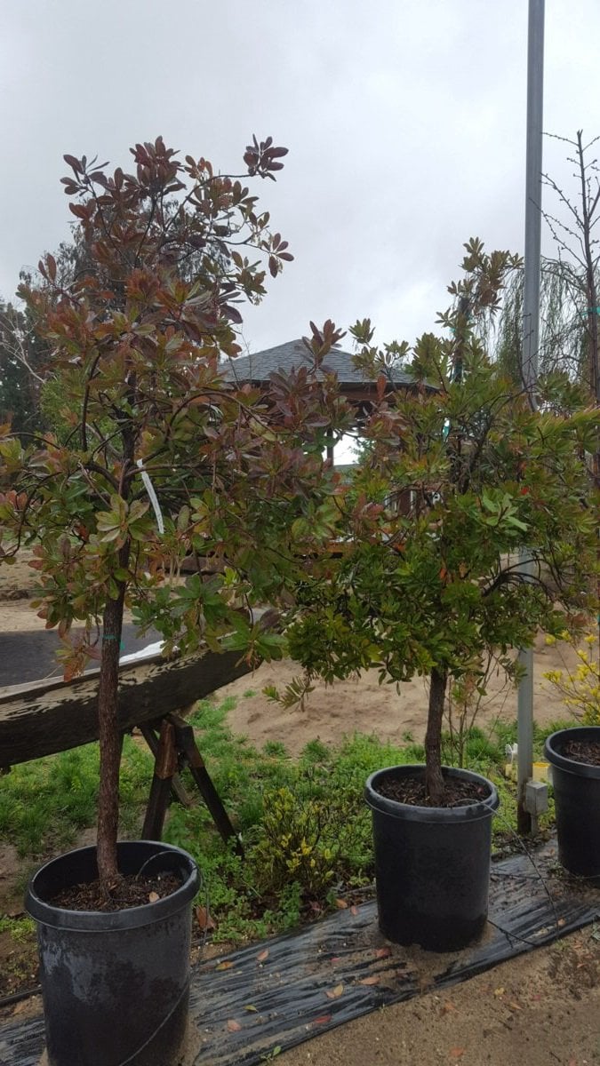 Photo for Arbutus unedo (Strawberry Tree)