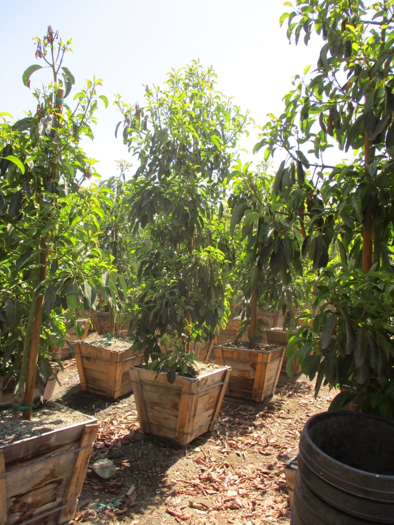 Photo for Persea americana 'Hass' (Hass Avocado)