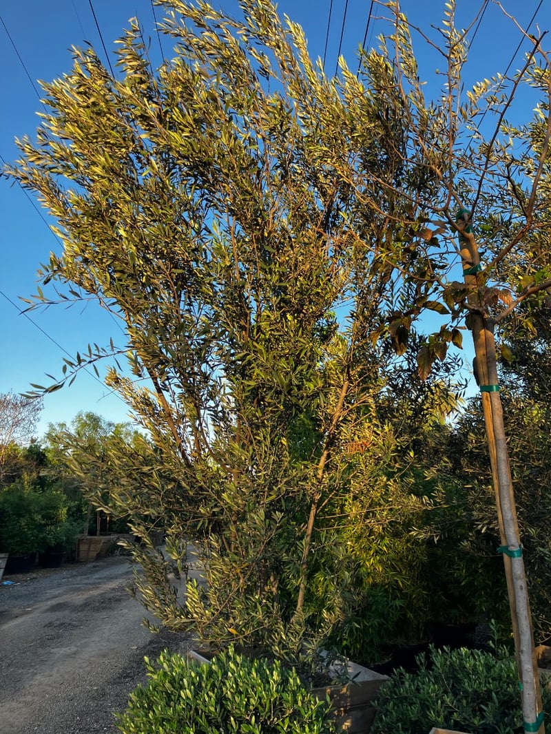Photo for Olea europaea 'Manzanillo' (Manzanillo Olive)