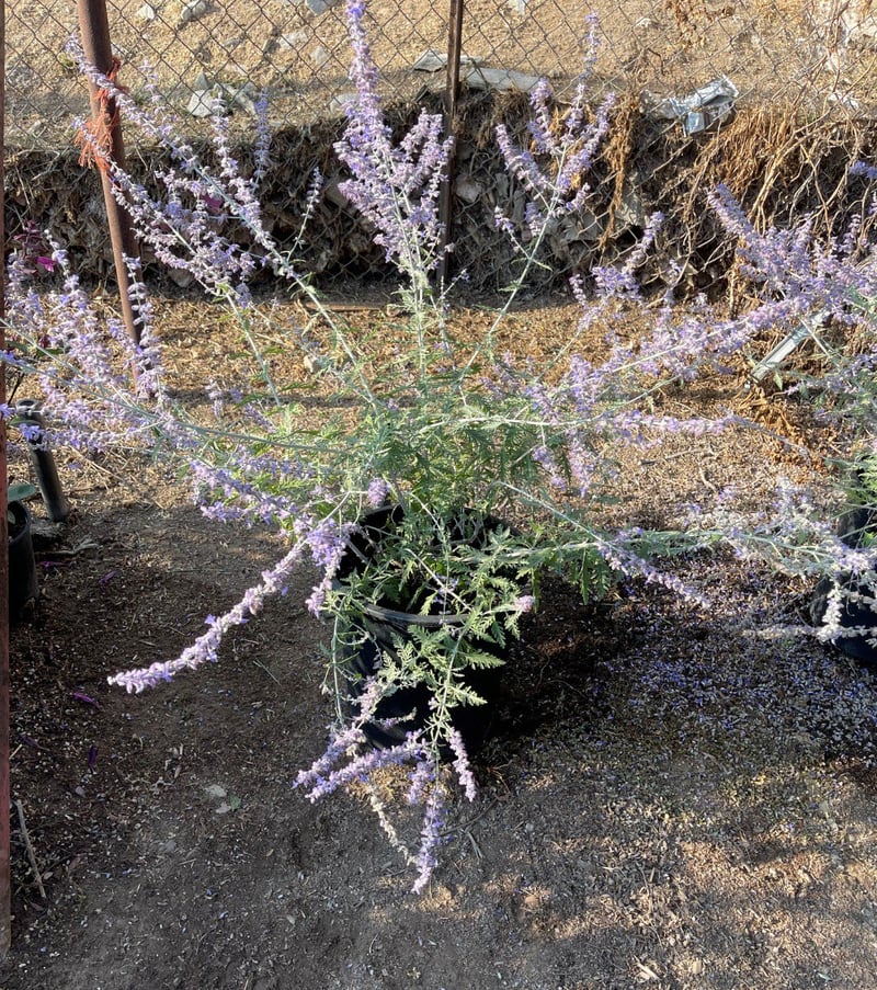 Photo for Perovskia 'Blue Spire' (Blue Spire Russian Sage)