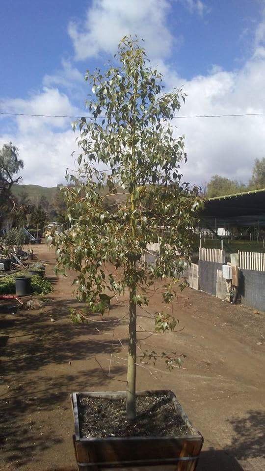 Photo for Brachychiton populneus (Bottle Tree)