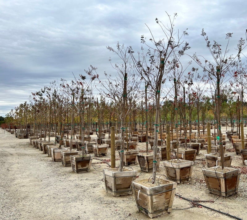 Photo for Lagerstroemia indica x fauriei 'Natchez' (Standard) (Natchez Crape Myrtle)