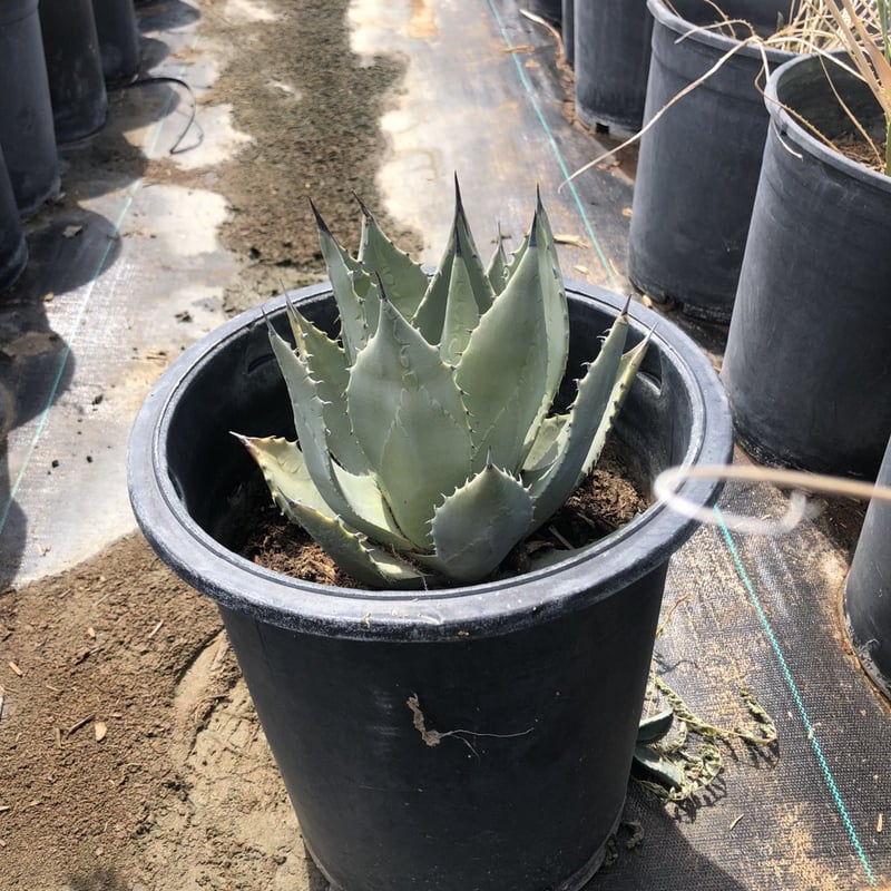 Photo for Agave havardiana (Havard Agave)