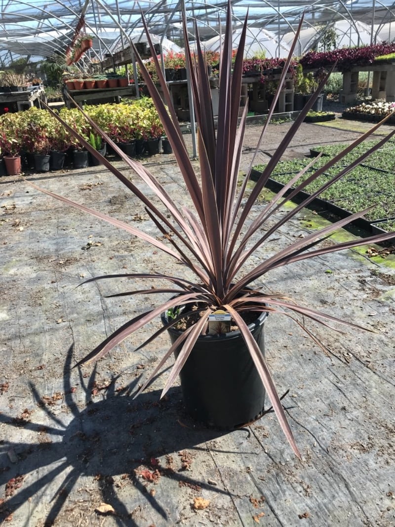 Photo for Cordyline australis 'Red Star' (Red Star Grass Palm)