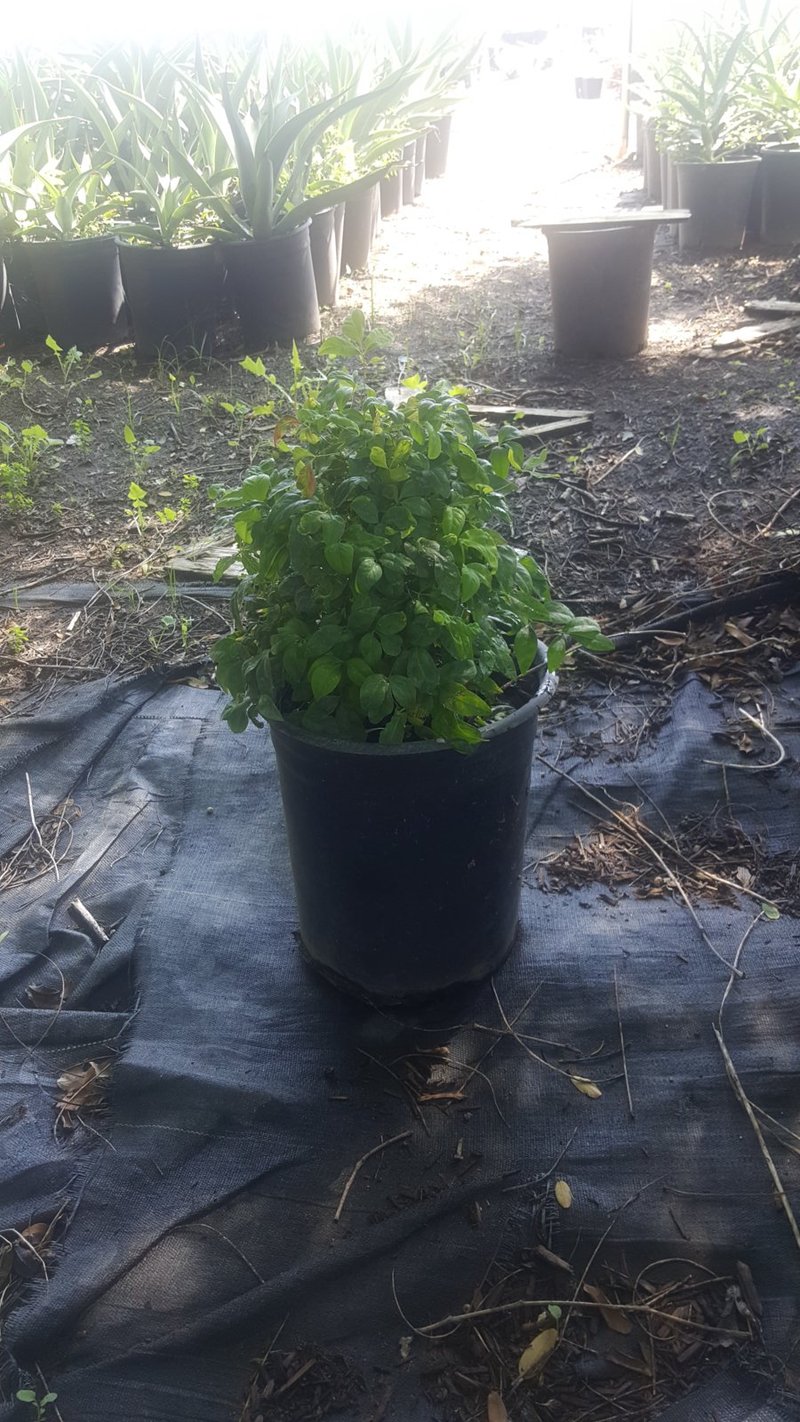 Photo for Nandina domestica 'Nana' (Dwarf Heavenly Bamboo)