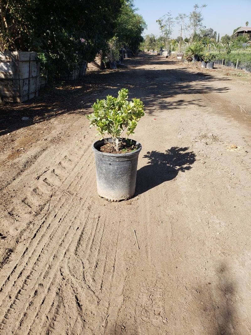 Photo for Pittosporum tobira 'Variegata' (Variegated Japanese Mock Orange)