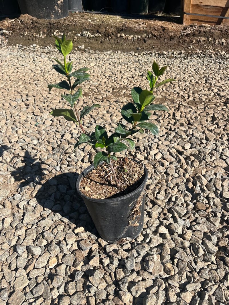 Photo for Trachelospermum jasminoides (Bush) (Star Jasmine (BUSH))