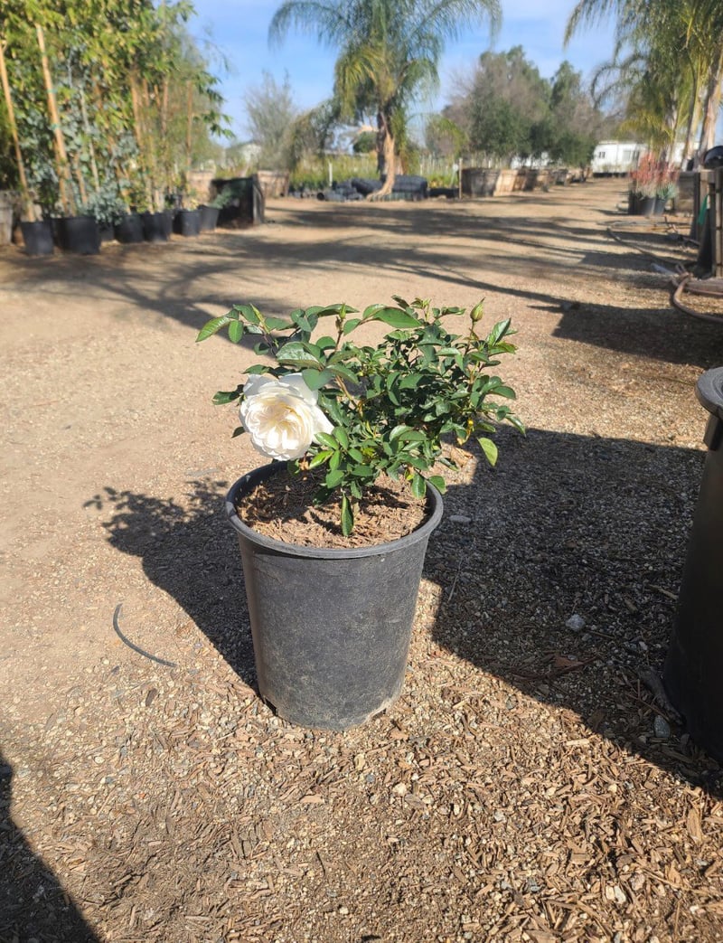 Photo for Rosa 'Korbin' (White Iceberg Rose )