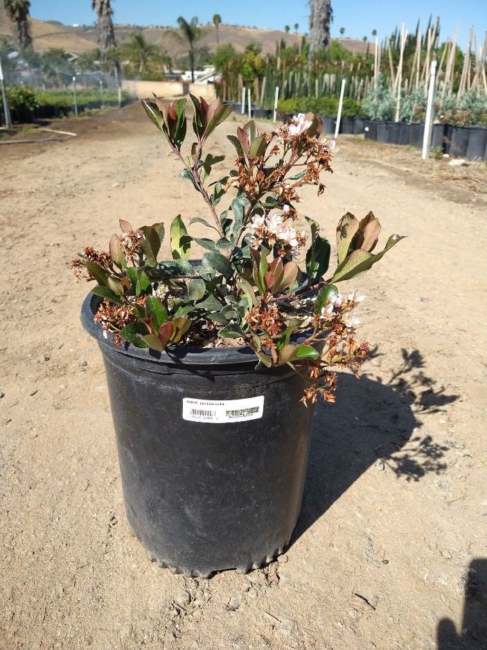 Photo for Rhaphiolepis indica 'Ballerina' (Ballerina Indian Hawthorn)
