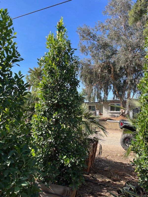 Photo for Ficus microcarpa nitida (Indian Laurel)