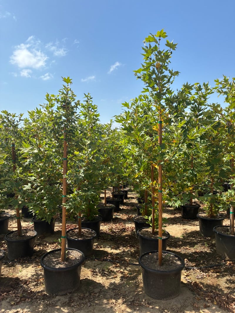 Photo for Platanus racemosa (Standard) (California Sycamore)