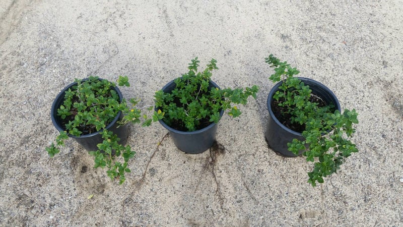Photo for Ceanothus griseus horizontalis 'Yankee Point' (Yankee Point Ceanothus)