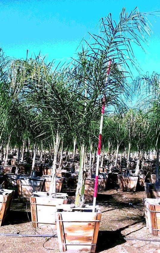 Photo for Syagrus romanzoffiana (Queen palm)