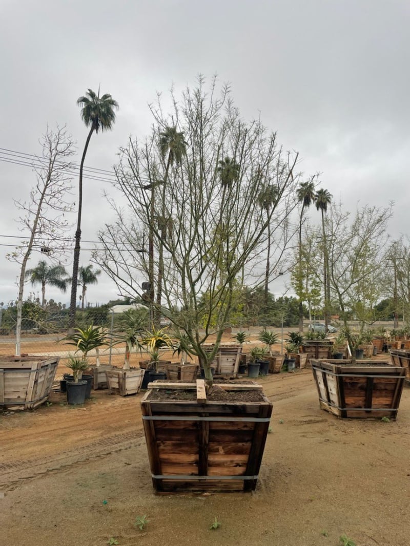 Photo for Cercidium 'Desert Museum' (Multi) (Desert Museum Palo Verde)