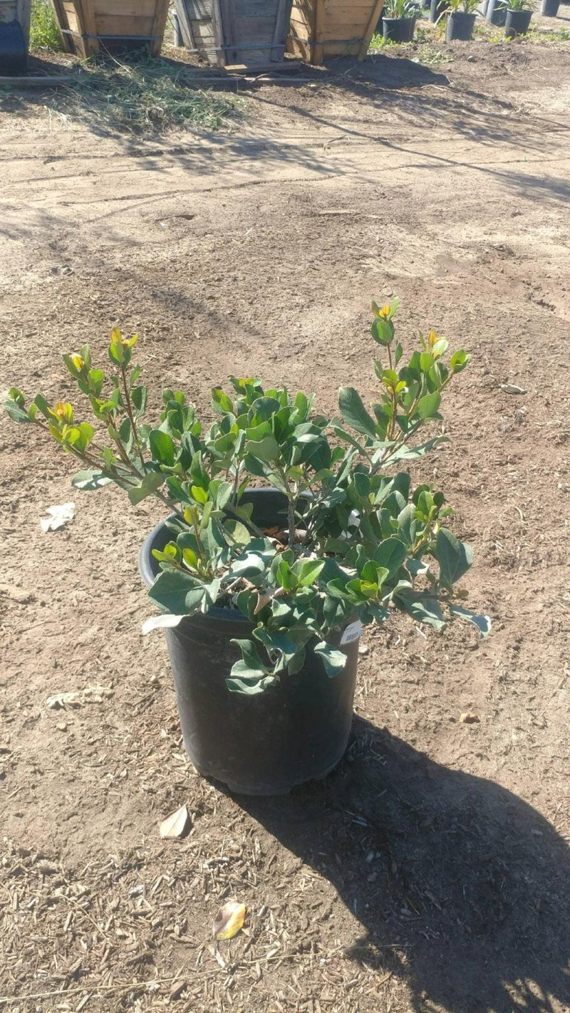 Photo for Rhaphiolepis indica 'Pink Lady' (Pink Lady Indian Hawthorn)