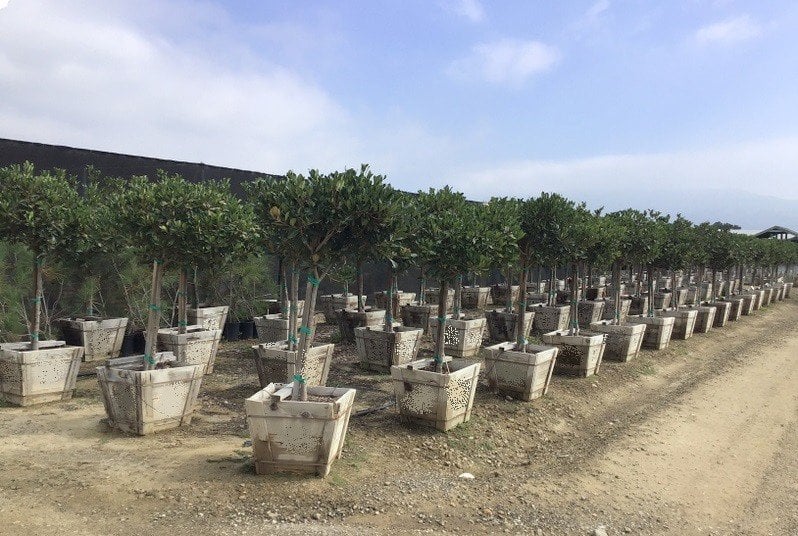 Photo for Rhaphiolepis indica ‘Magnificent’ (Standard) (Magnificent Indian Hawthorn)