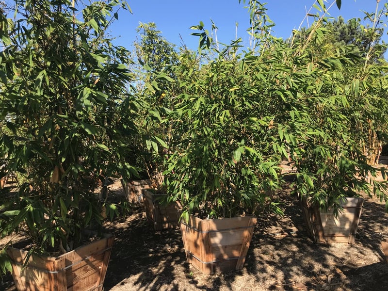 Photo for Bambusa oldhamii (Giant Timber Bamboo)