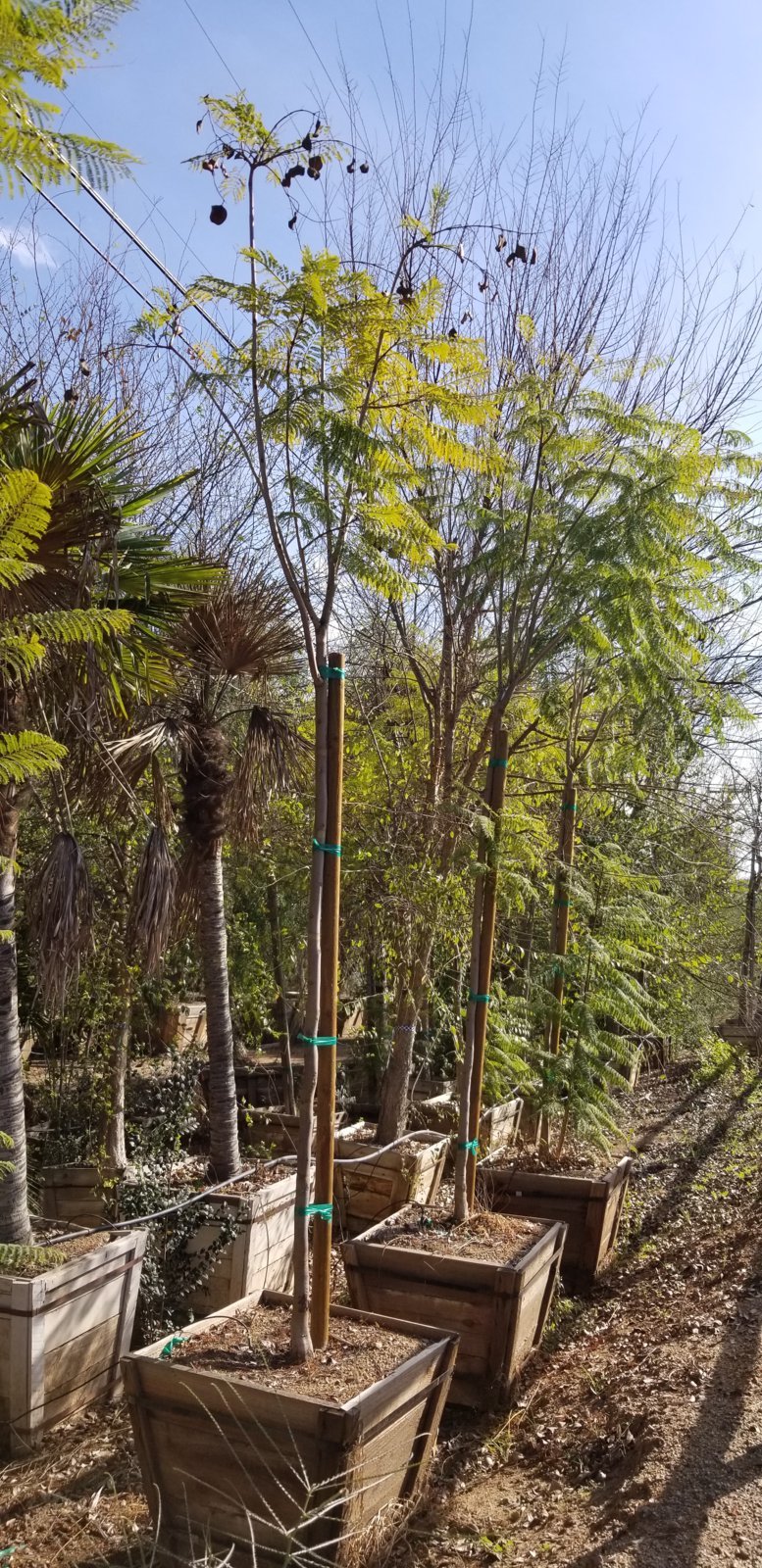 Photo for Jacaranda mimosifolia (Jacaranda)