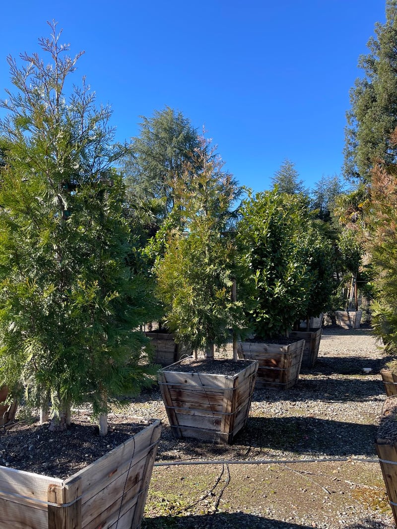 Photo for Calocedrus decurrens (Incense Cedar)