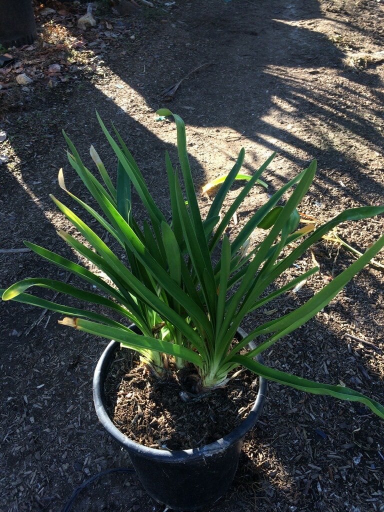 Photo for Agapanthus africanus (Lily of the Nile)