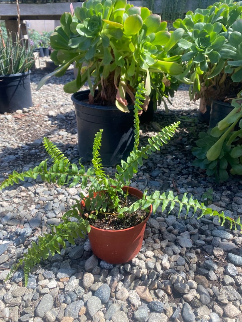 Photo for Polystichum munitum (Western Sword Fern)
