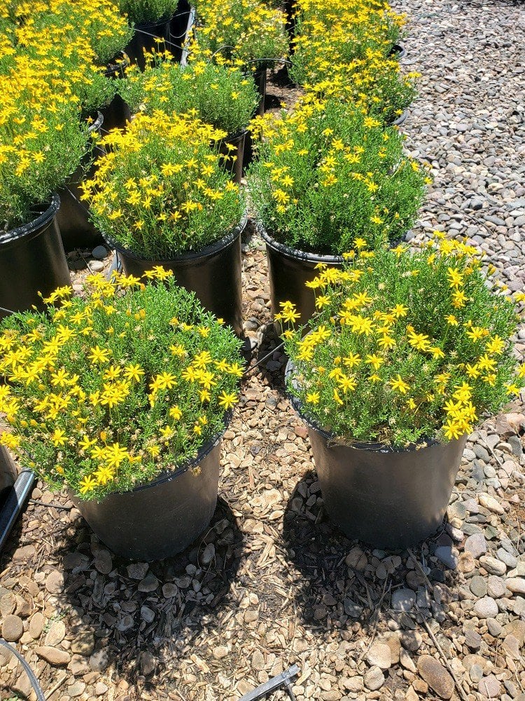 Photo for Chrysactinia mexicana (Damianita)