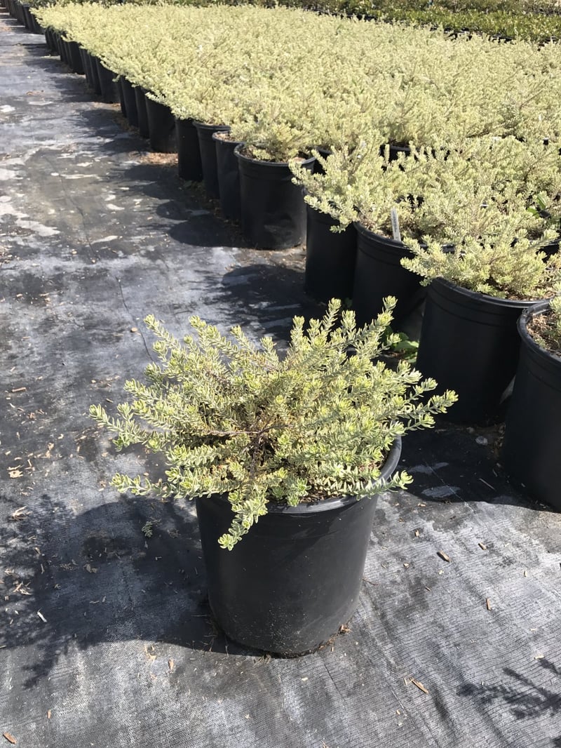 Photo for Westringia fruticosa 'Morning Light' (Morning Light Coast Rosemary)