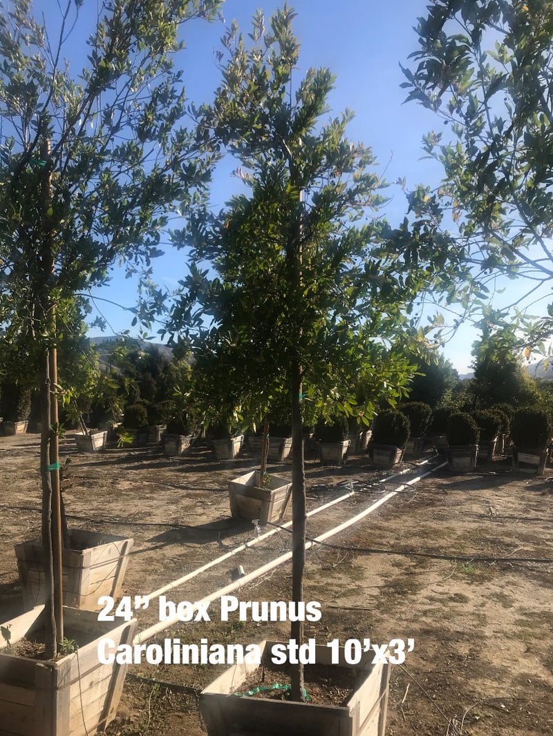 Photo for Prunus caroliniana (Standard) (Cherry Laurel Tree)