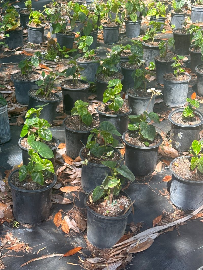 Photo for Begonia odorata 'Alba' (Upright Begonia)