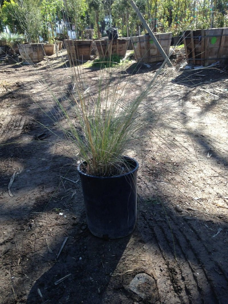 Photo for Muhlenbergia capillaris 'Lenca' (Regal Mist Pink Muhly Grass)