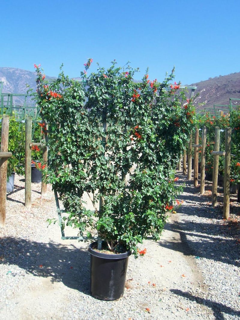 Photo for Tecomaria capensis (Trellis) (Cape Honeysuckle)